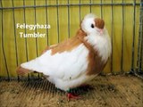 Fantezi Güvercin F ile İngilizce F, Haritayı Güvercin Irkları  / Fancy Pigeon Breeds F, show Pigeons in English with F