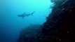 Shark Diving In Cuba's Jardines de la Reina