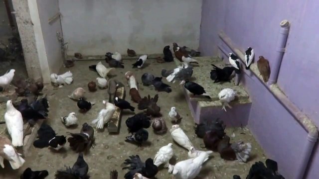 FANTEZİ GÜVERCİNLER @ YAĞMURLU BİR GÜNDE ÇİFTLİK TAMİLNADU 09659363913 / RAINY DAY FANCY PIGEONS FARM TAMILNADU @ 09659363913