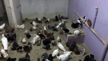 FANTEZİ GÜVERCİNLER @ YAĞMURLU BİR GÜNDE ÇİFTLİK TAMİLNADU 09659363913 / RAINY DAY FANCY PIGEONS FARM TAMILNADU @ 09659363913