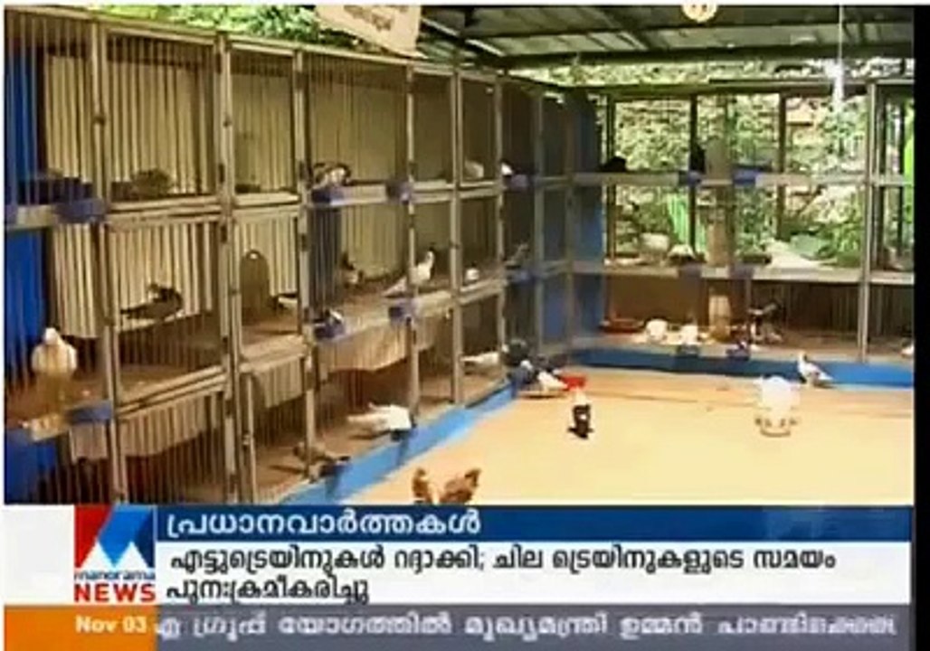 Fantezi belgesel kerala Güvercin yetiştirme  / Documentary on Fancy Pigeon rearing in kerala