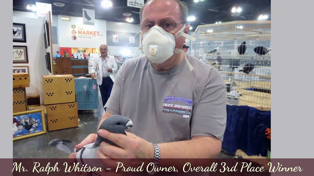 Şampiyon Kuşlar - 2015 Büyük Millet Güvercin Haritayı NPA  / Champion Birds - 2015 NPA Grand National Pigeon Show