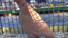C-D İngilizce Haritayı Güvercin C - D fantezi Güvercin Irkları  / Fancy Pigeon Breeds C-D, show Pigeons in English from C - D