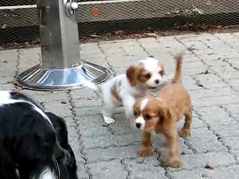Cavalier king charles spaniel 7 weeks