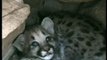 Wild Baby Mountain Lion Kittens in the Den