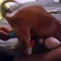 Dog humping stuff animal (Funny asf)