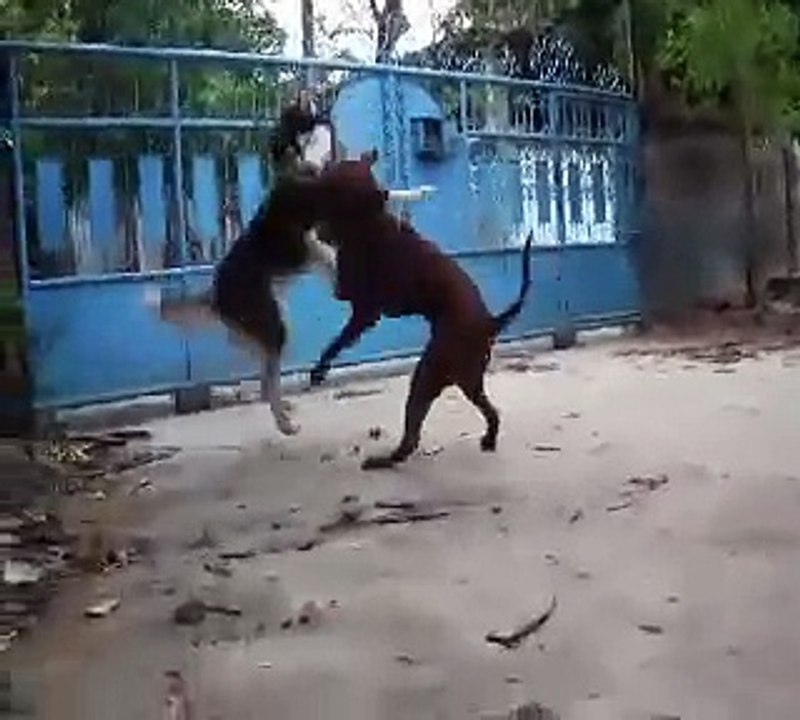 Thairidgeback VS Siberian Husky