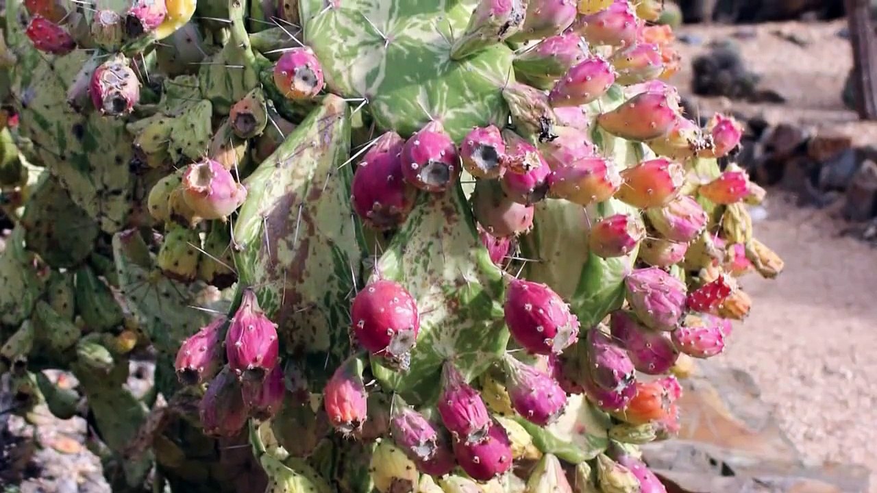 Australia's largest cactus garden. Cactus Country