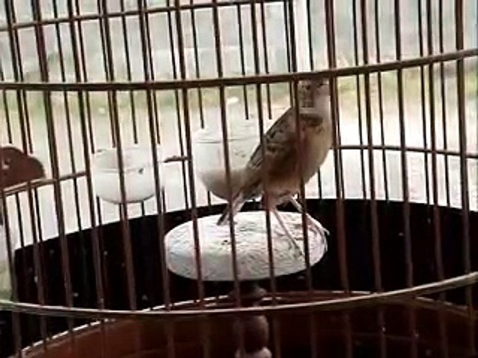 branjangan warok 1.mp4