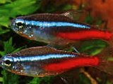 how to breed neon tetras