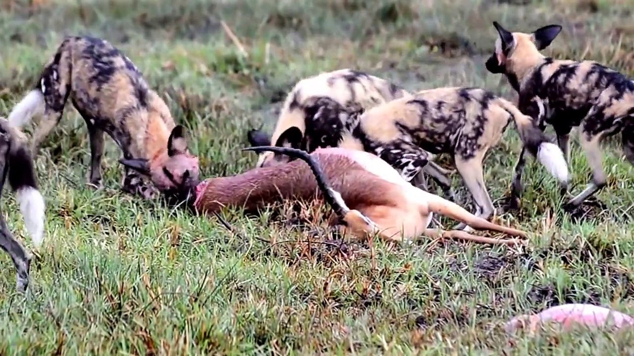 ANIMAL FIGHT - Wild dogs Eating an Impala