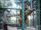 Stump tailed macaque eating chocolate mallow in Split Zoo (Croatia)