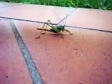 Cricket jumping slow motion