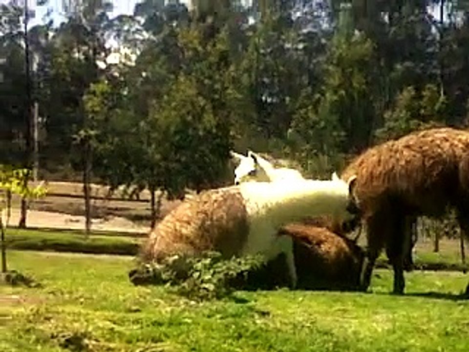 Llamas apareándose en el Parque Metropolitano Quito