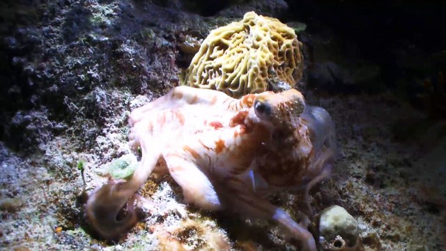 Scientists say octopuses are aliens