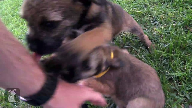 Bouncing Border Terrier Puppies Have The MOST Energy!!!