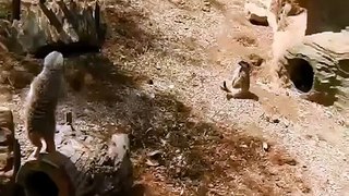 funny animal video