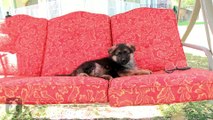 Fluffy German Shepherd Puppy Falls Asleep In Rocking Chair