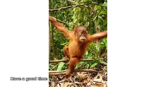 pictures of rainforest animals
