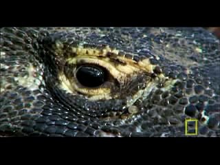 Dragon de comodo vs buffalo