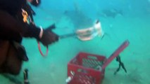 Shark Diving with Emerald Charters in Jupiter, Florida