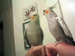 Lovely parrots talking   A parot gone wild