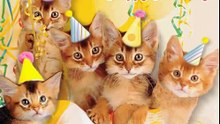 Happy Birthday Kittens