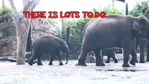 Baby Elephants at Taronga Zoo