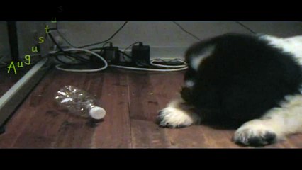 Landseer Newfoundland Dog