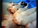 Welpen Weißer Schweizer Schäferhund- Puppies White Shepherd