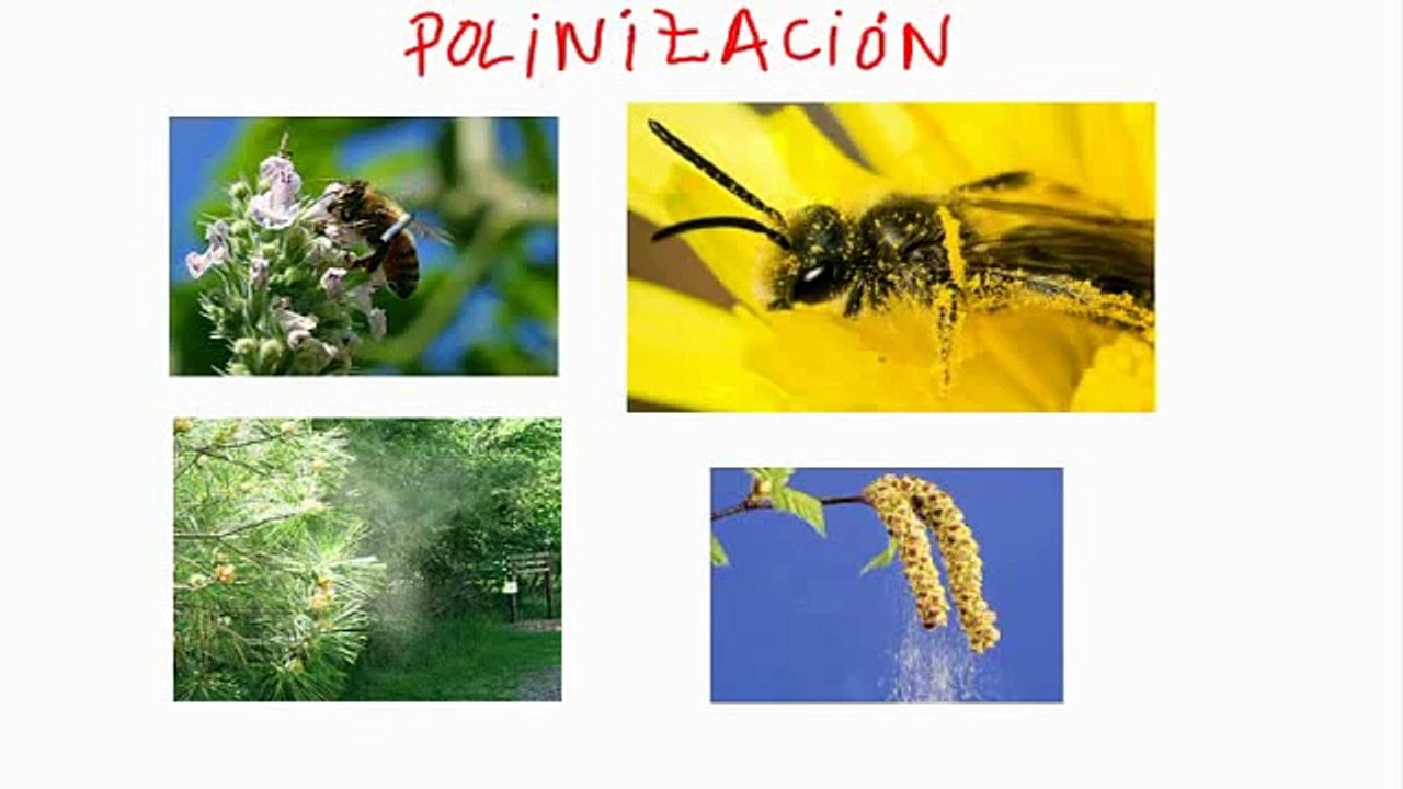 La reproducción de las plantas