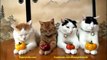 Funny Cats - Funny Cat Videos - Funny Animal Videos - Funny Dog - Funny Dogs and Cats
