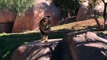 Lion's Roar at San Diego Zoo Safari Park