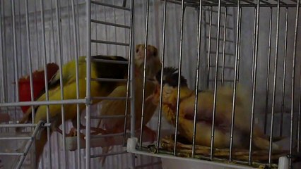 CANARINI IMBECCANO PULLO