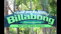 Billabong Sanctuary - Red Tailed Black Cockatoo / Roodstaartraafkaketoe