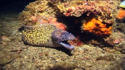 "Il montone delle Orate" nel Canale di Piombino