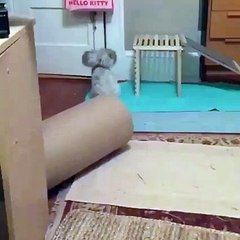 conejo hermoso