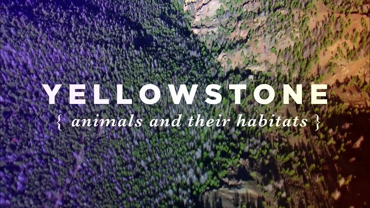 Yellowstone: Animals and Their Habitats (for Kids!)