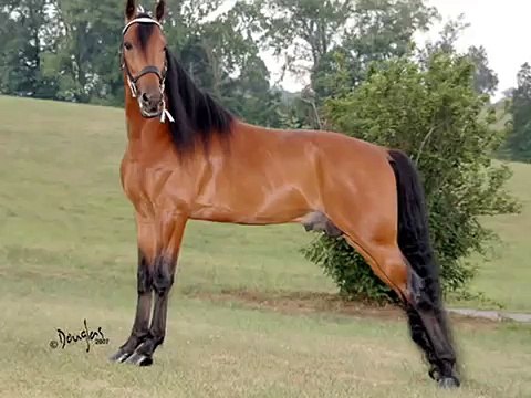 SPEED RACKING HORSE Stroker's Power House & Earl