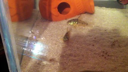 Cute cory catfish eating!:)