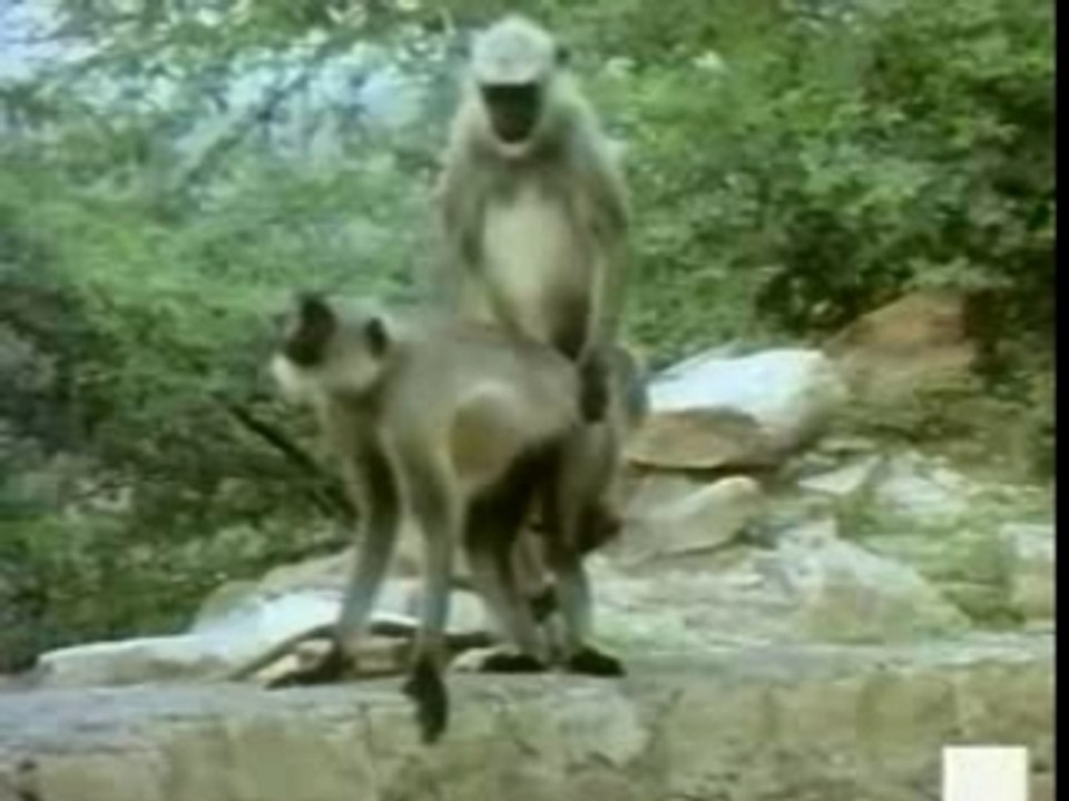 SINGE EN COLERE