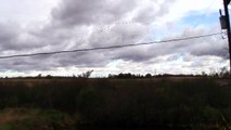 Snow Geese & Canada Geese