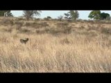 Cheetahs (Mom and 4 cubs) chasing springboks in Kgalagadi