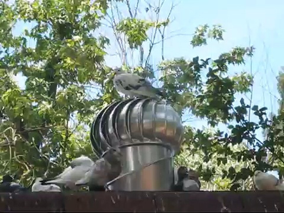 Bird Thrill Ride