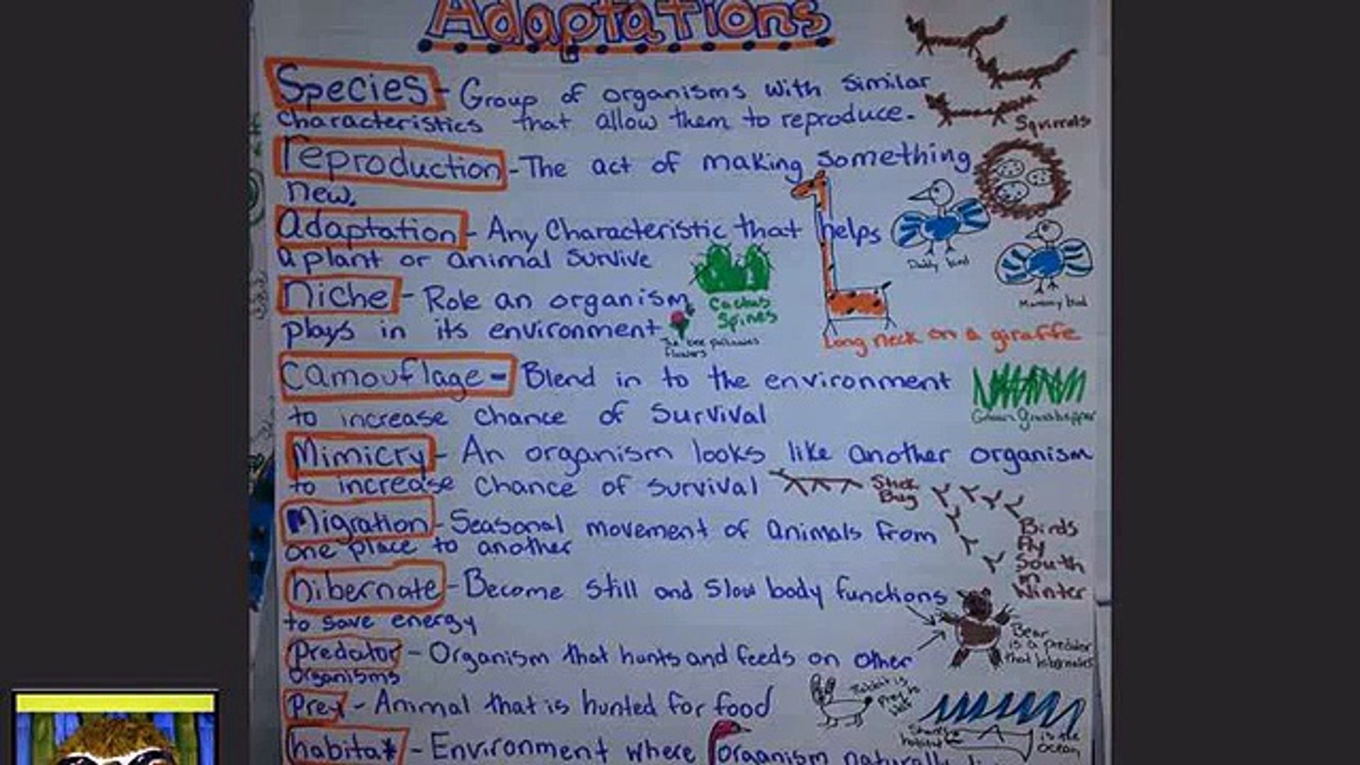 Animal Adaptations Worksheets 5th Grade Video Dailymotion