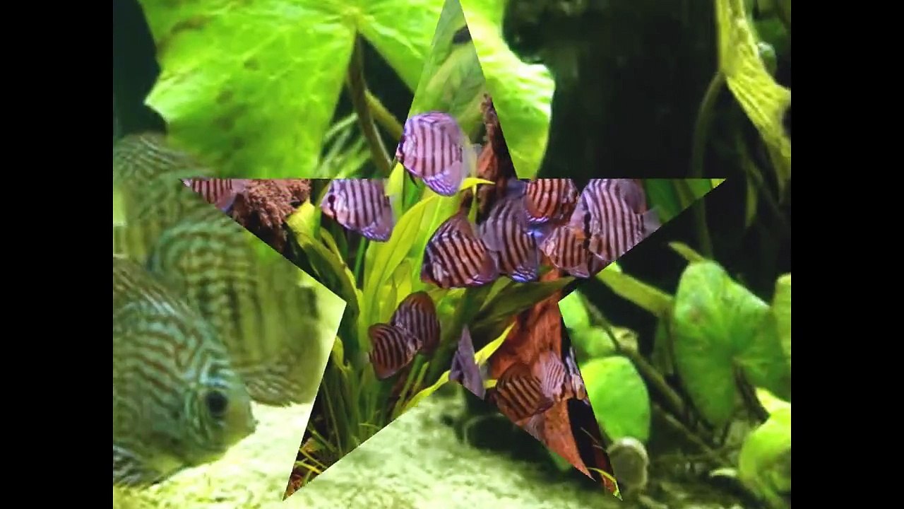 Diskusfische -  Discus fishes - Diskus - Symphysodon aequifasciatus