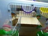 (hamster、ハムスター)十三姨鼠廁樂園一日遊