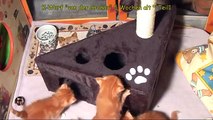 Sibirische Katzenbabys 5 Wochen alt Teil 1