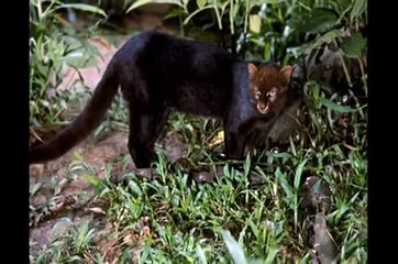 قائمة أخطر 15 نوع من القطط الكبيرة