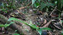 Autoroute de fourmis au Panama